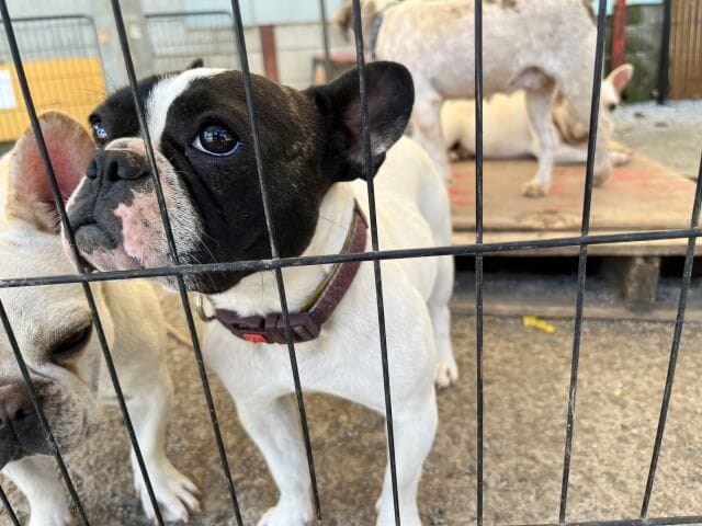 愛玩動物飼養管理士メリット７選！仕事でできること役立つ使い道は！？ ボランティアに役立てられる